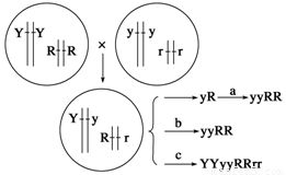 生物技術(shù)在現(xiàn)代育種中的應(yīng)用 以大豆矮桿抗病新品種培育為例
